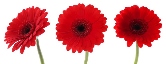 Image of Red gerbera flower on white background, set