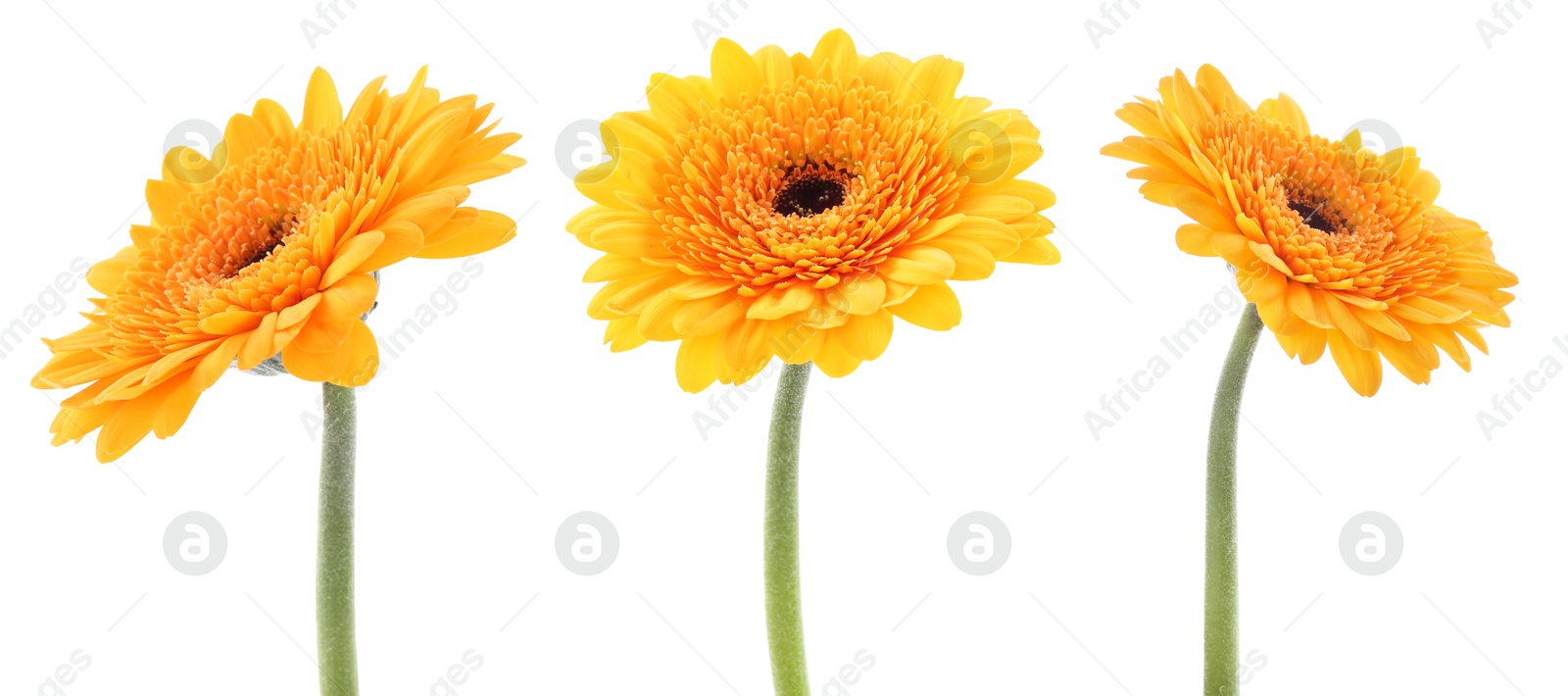 Yellow gerbera flower on white background, set Image of Yellow gerbera flower on white background, set