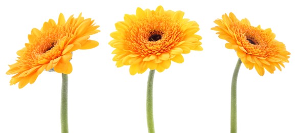Image of Yellow gerbera flower on white background, set