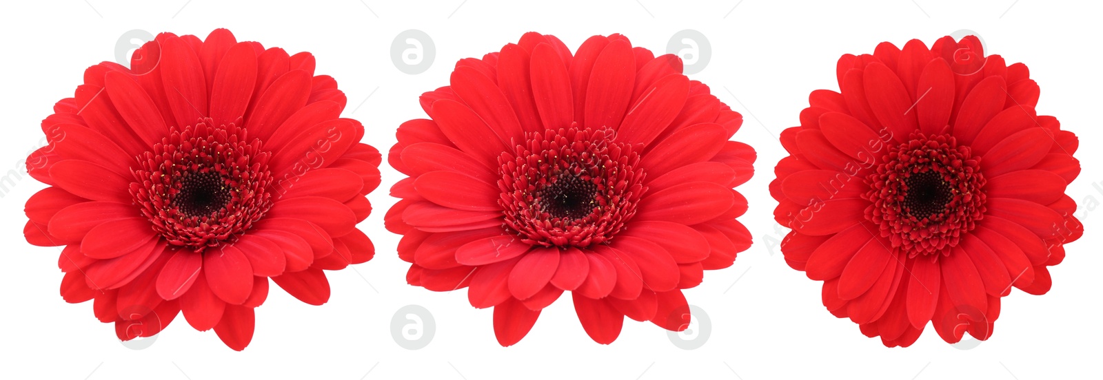 Red gerbera flower on white background, set Image of Red gerbera flower on white background, set