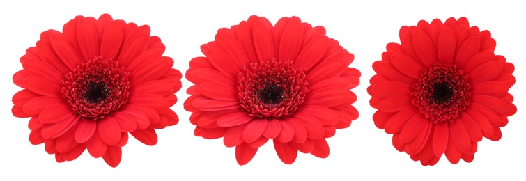 Image of Red gerbera flower on white background, set