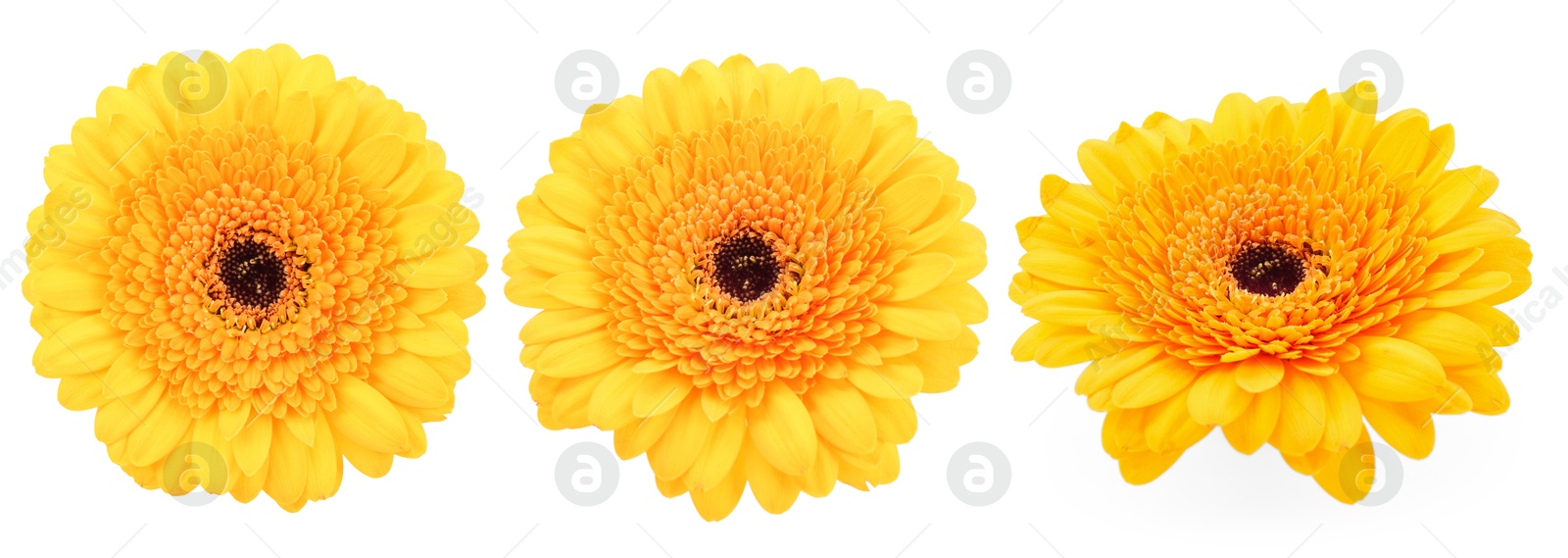 Yellow gerbera flower on white background, set Image of Yellow gerbera flower on white background, set