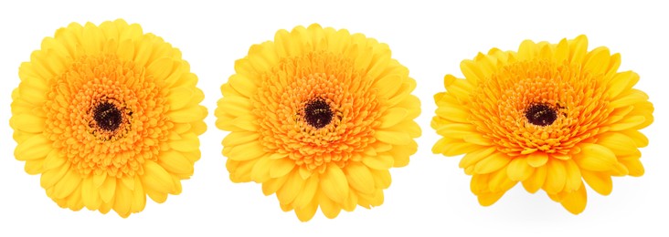 Image of Yellow gerbera flower on white background, set