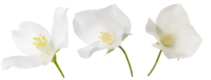 Image of Beautiful fresh flower on white background, set