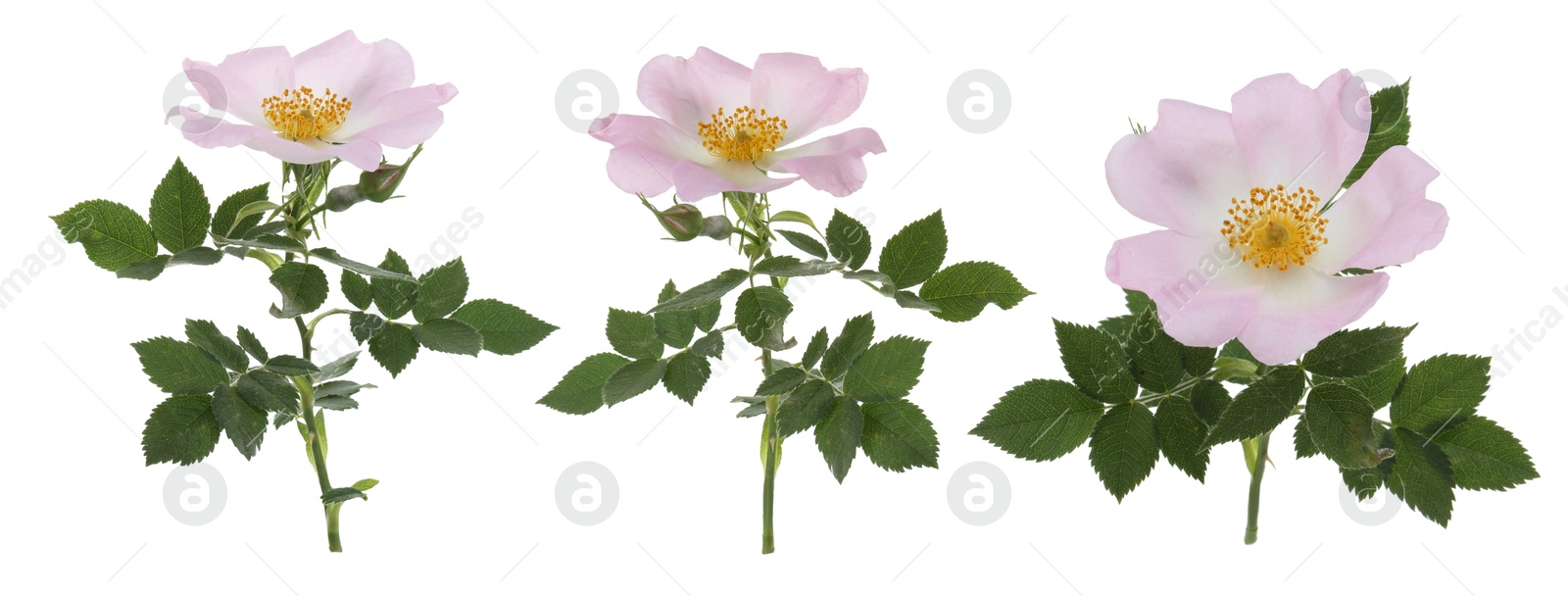 Beautiful rose hip flowers on white background, set Image of Beautiful rose hip flowers on white background, set