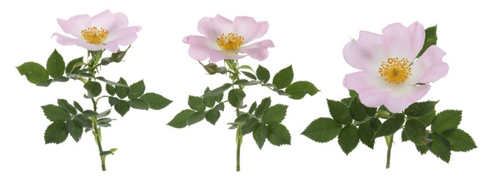 Image of Beautiful rose hip flowers on white background, set