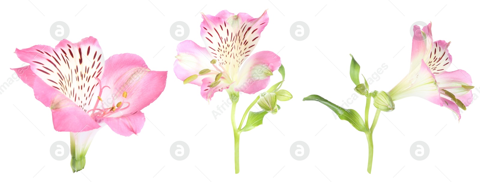 Beautiful pink flowers on white background, set Image of Beautiful pink flowers on white background, set