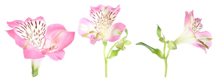 Image of Beautiful pink flowers on white background, set