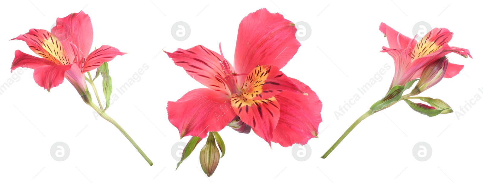Beautiful pink alstroemeria flowers on white background, set Image of Beautiful pink alstroemeria flowers on white background, set