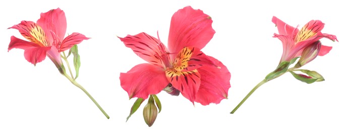 Image of Beautiful pink alstroemeria flowers on white background, set