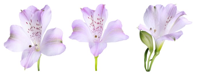 Image of Beautiful violet alstroemeria flowers on white background, set