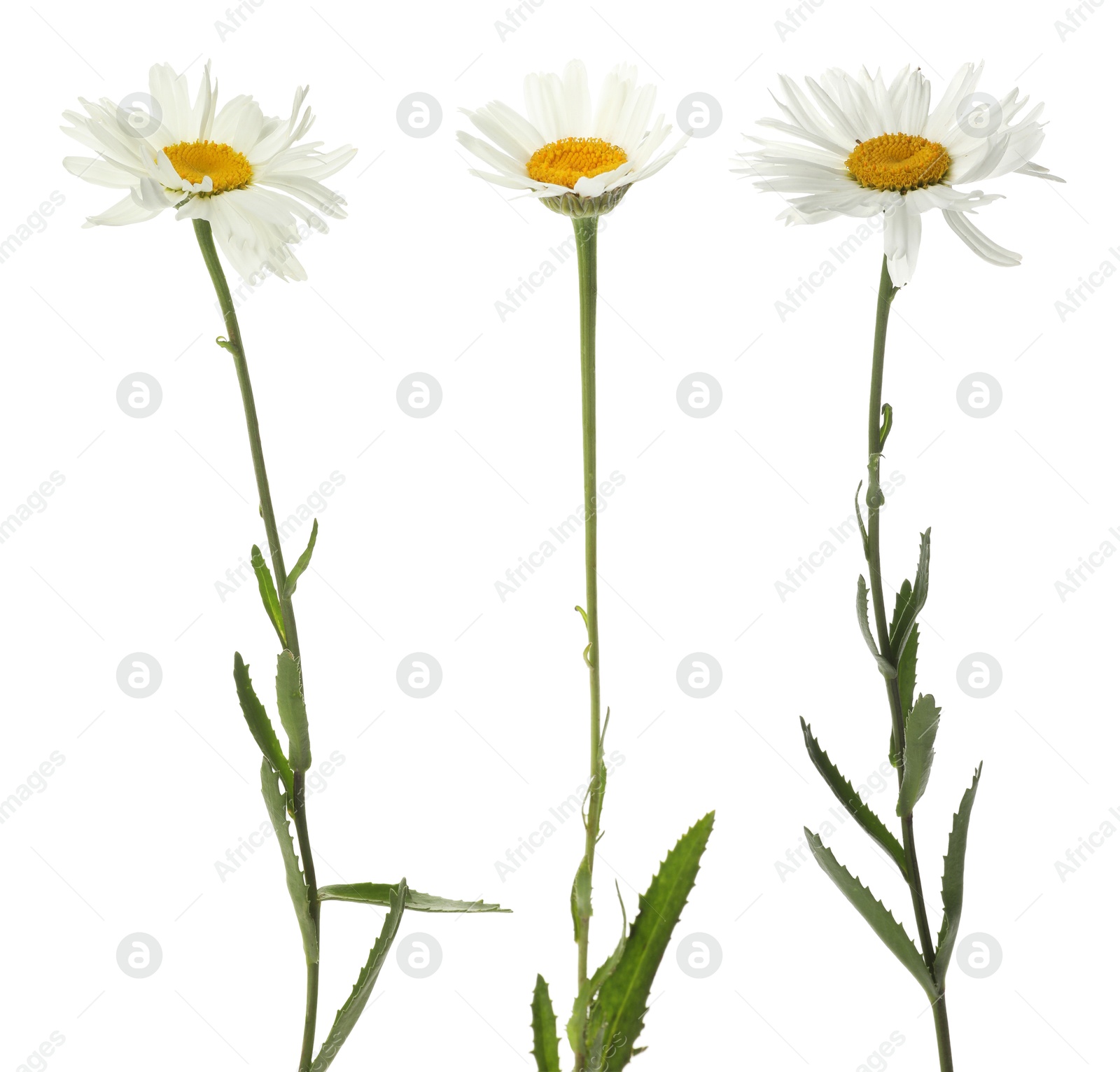 Beautiful chamomile flowers on white background, set Image of Beautiful chamomile flowers on white background, set
