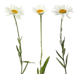 Image of Beautiful chamomile flowers on white background, set