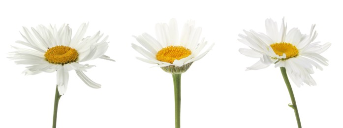 Image of Beautiful chamomile flowers on white background, set