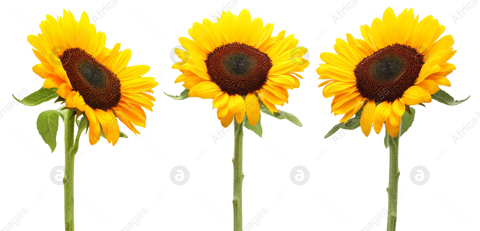 Beautiful bright sunflowers on white background, set Image of Beautiful bright sunflowers on white background, set