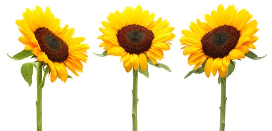 Image of Beautiful bright sunflowers on white background, set