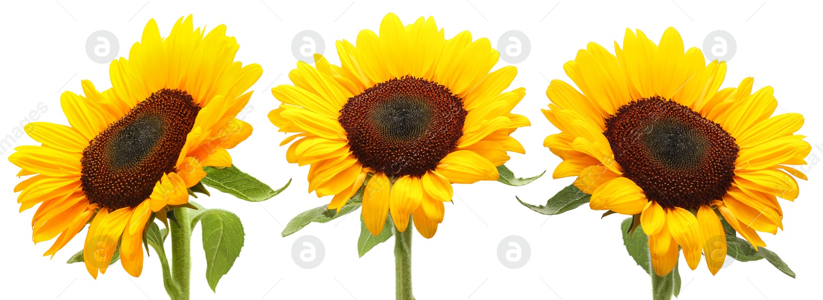 Beautiful bright sunflowers on white background, set Image of Beautiful bright sunflowers on white background, set
