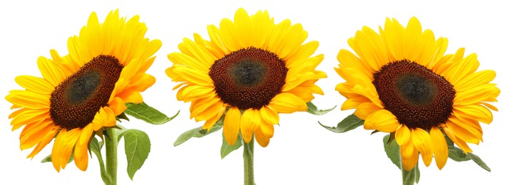 Image of Beautiful bright sunflowers on white background, set