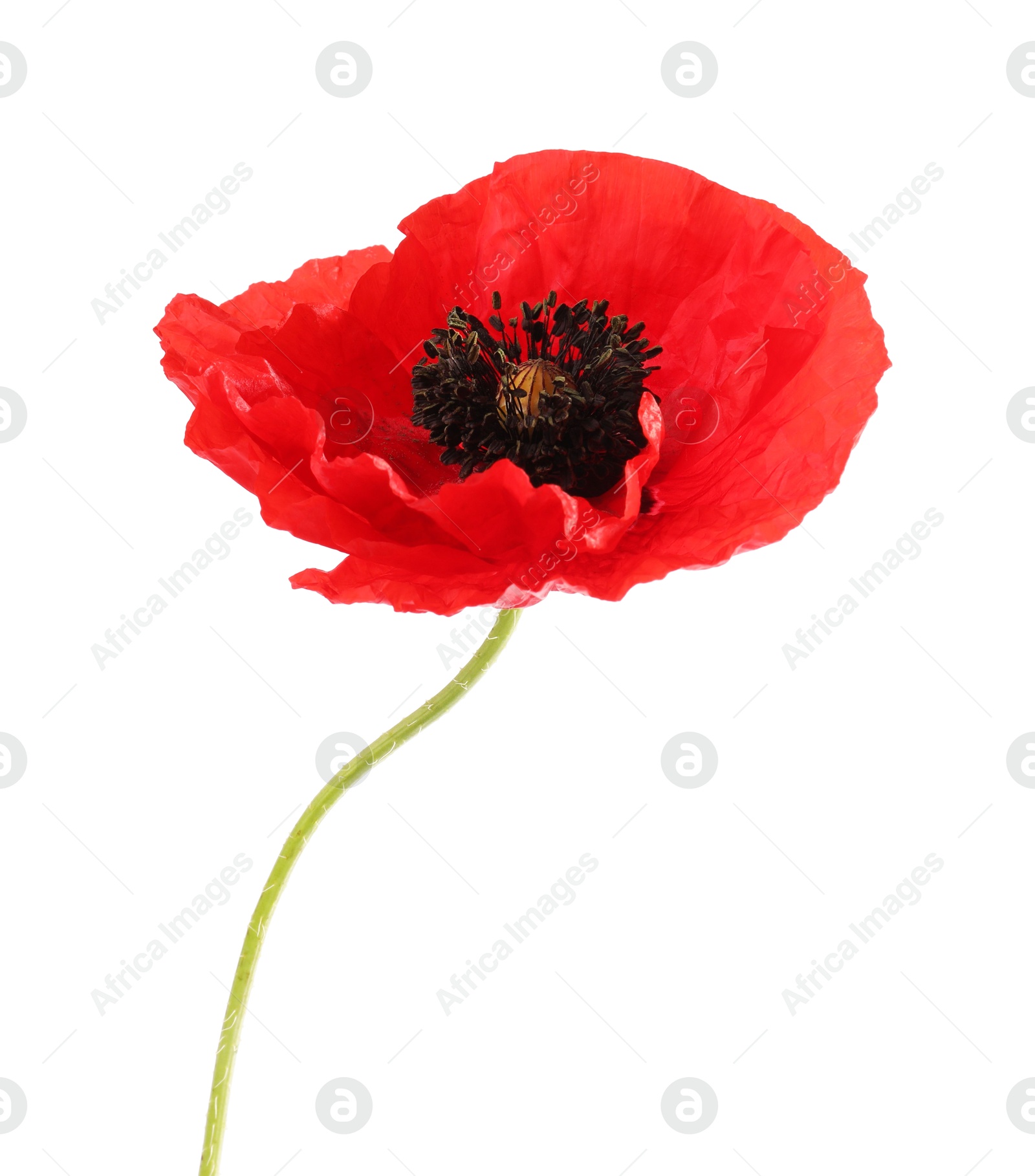 One beautiful poppy flower isolated on white Photo of One beautiful poppy flower isolated on white