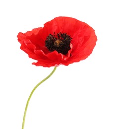 Photo of One beautiful poppy flower isolated on white