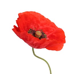 Photo of One beautiful poppy flower isolated on white