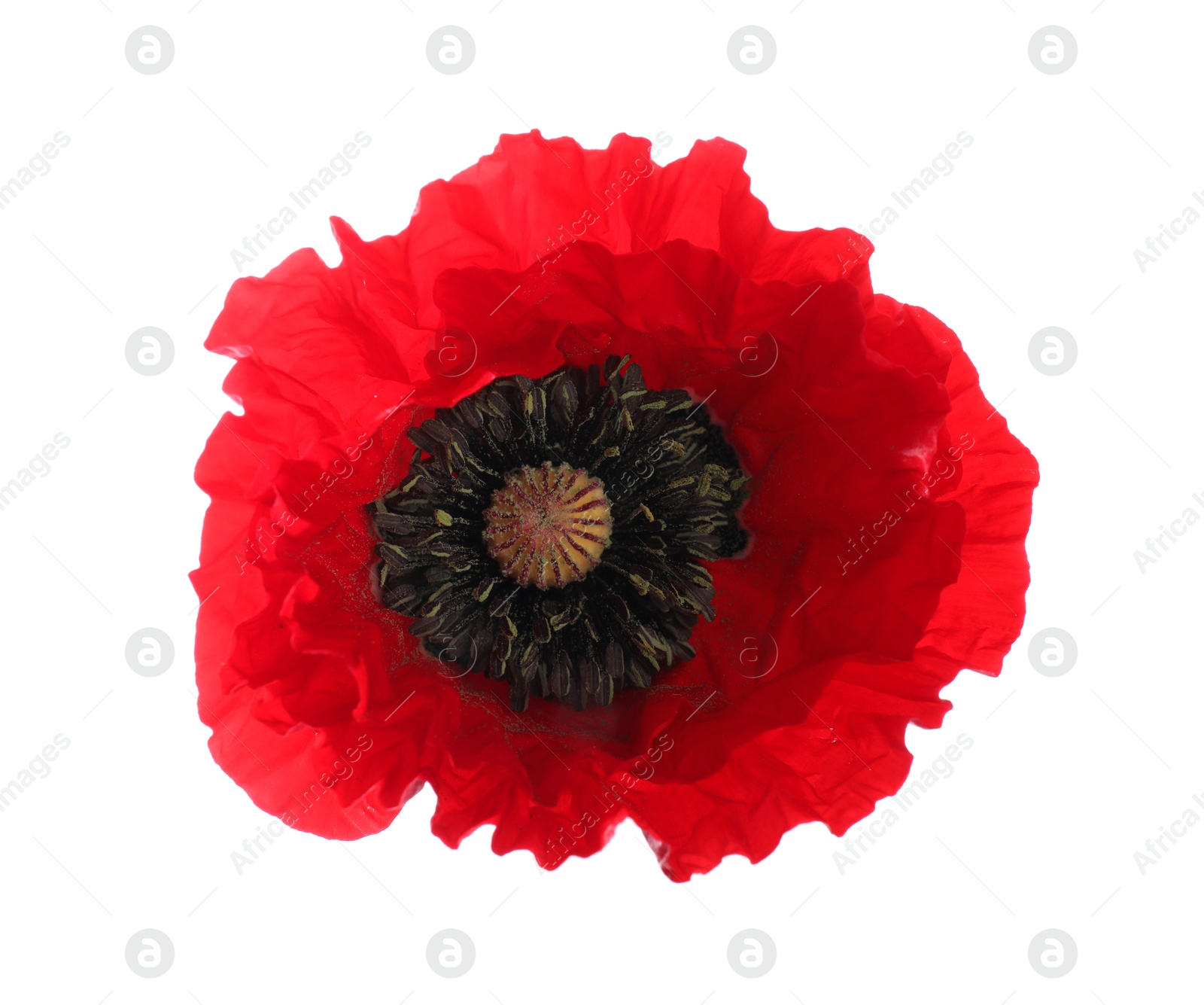 One beautiful poppy flower isolated on white Photo of One beautiful poppy flower isolated on white