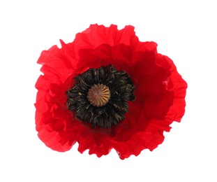 Photo of One beautiful poppy flower isolated on white