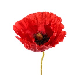 Photo of One beautiful poppy flower isolated on white