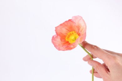 Photo of Woman holding beautiful poppy flower on white background, closeup