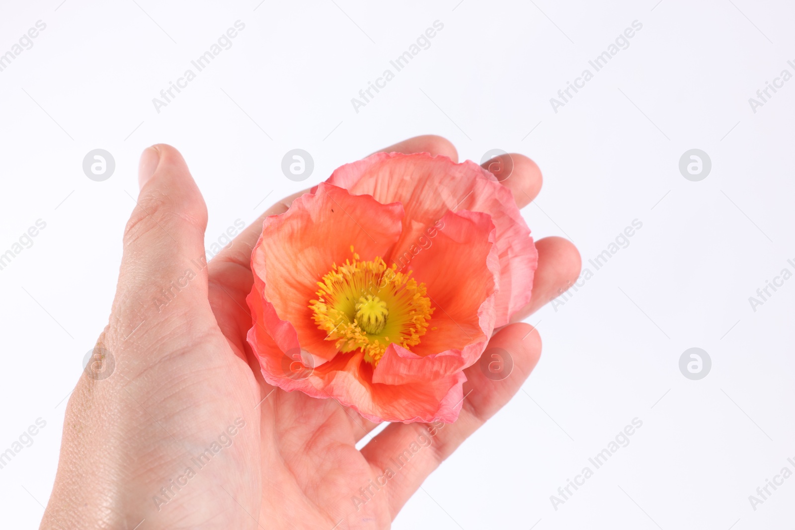 Woman holding beautiful poppy flower on white background, closeup Photo of Woman holding beautiful poppy flower on white background, closeup