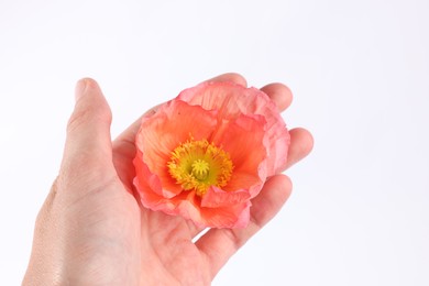 Photo of Woman holding beautiful poppy flower on white background, closeup