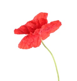 Photo of One beautiful poppy flower isolated on white