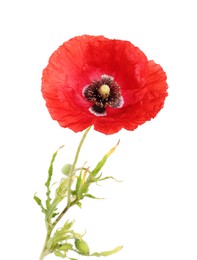 Photo of One beautiful poppy flower isolated on white