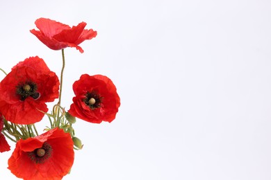 Photo of Bouquet of beautiful poppy flowers isolated on white