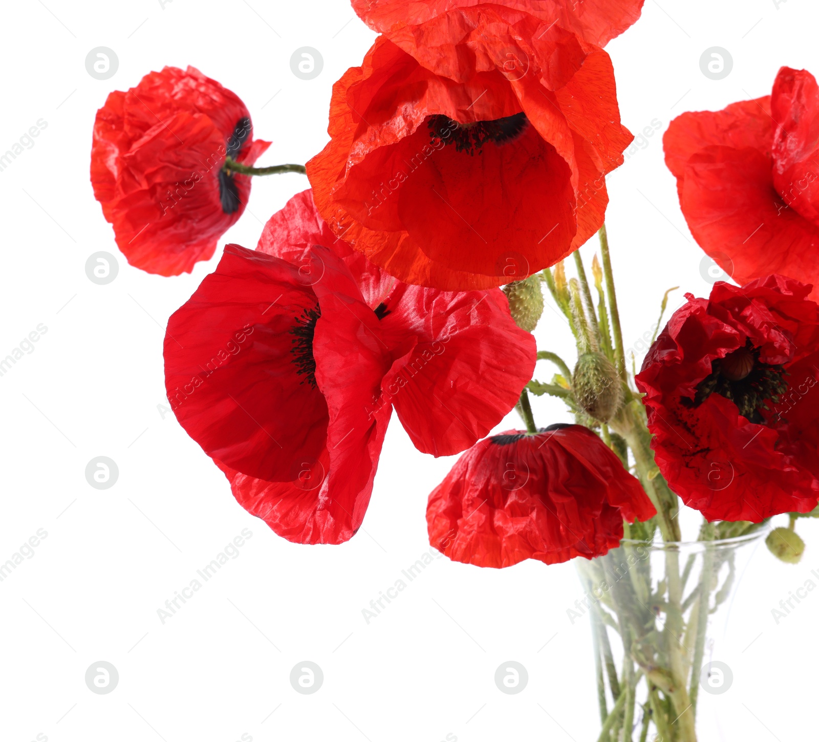 Bouquet of beautiful poppy flowers in vase isolated on white Photo of Bouquet of beautiful poppy flowers in vase isolated on white