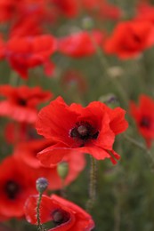 Photo of Many beautiful poppy flowers growing on field outdoors, closeup
