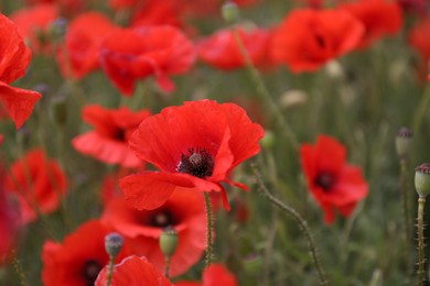 Photo of Many beautiful poppy flowers growing on field outdoors, closeup