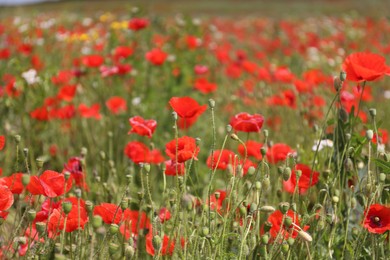 Photo of Many beautiful poppy flowers growing on field outdoors