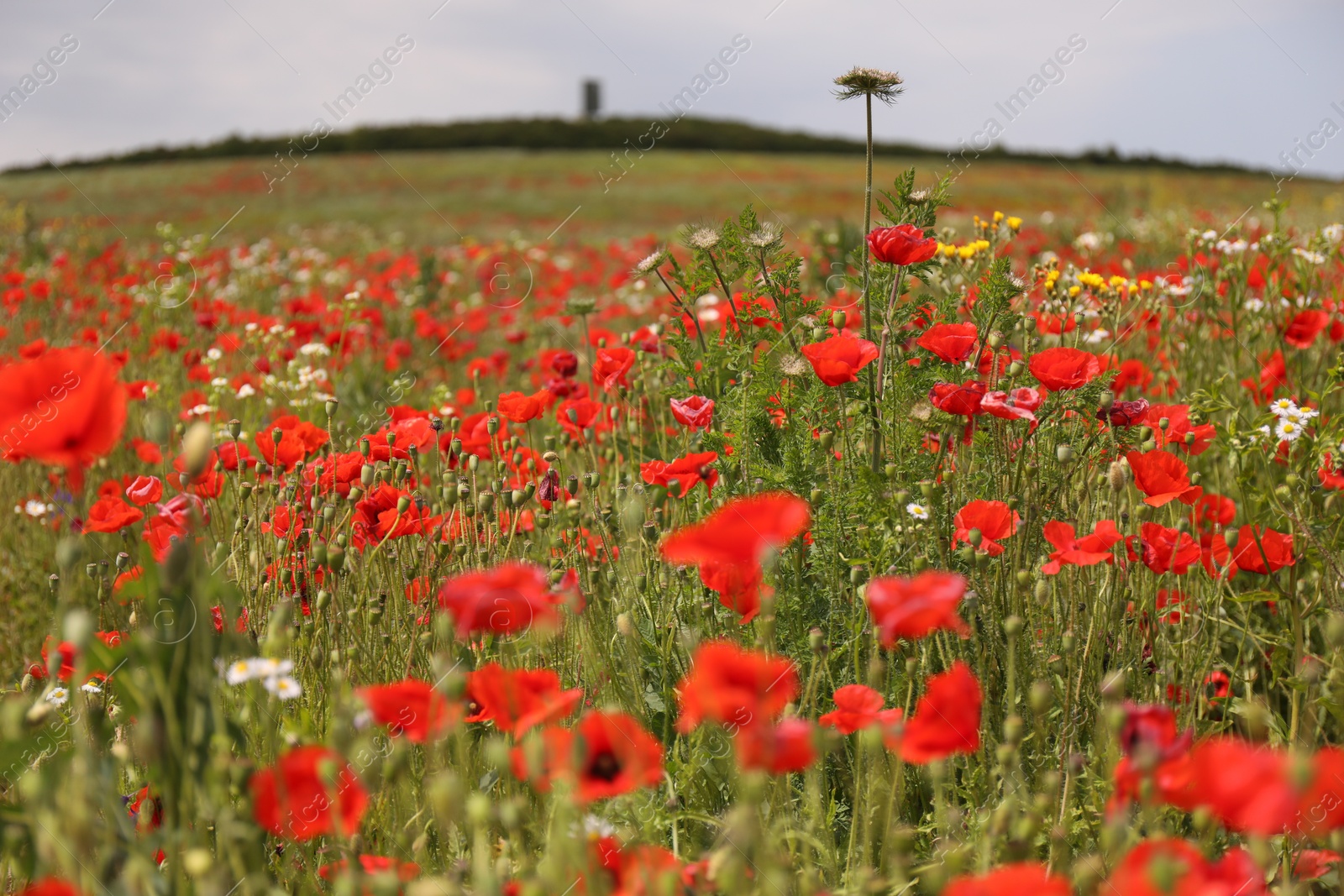 Many beautiful poppy flowers growing on field outdoors Photo of Many beautiful poppy flowers growing on field outdoors