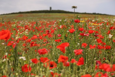 Photo of Many beautiful poppy flowers growing on field outdoors