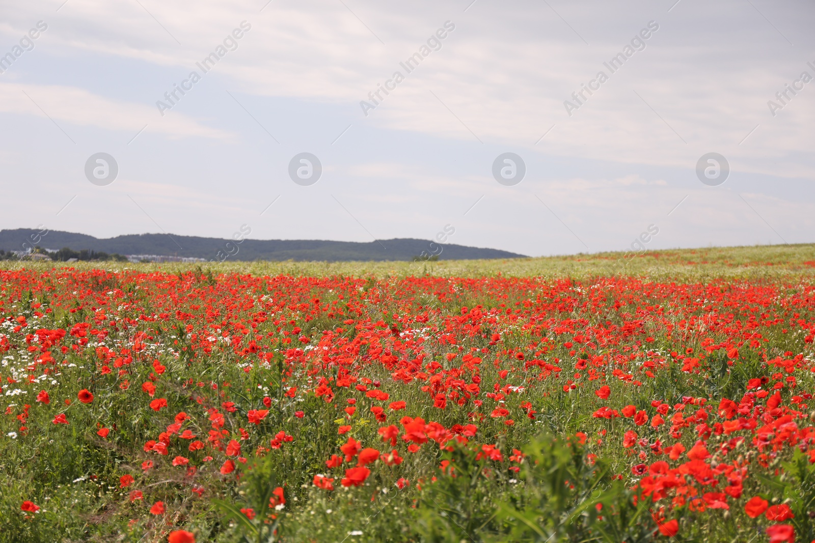 Many beautiful poppy flowers growing on field outdoors Photo of Many beautiful poppy flowers growing on field outdoors
