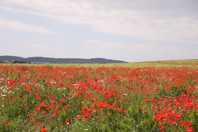 Photo of Many beautiful poppy flowers growing on field outdoors