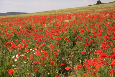 Photo of Many beautiful poppy flowers growing on field outdoors