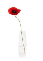 Photo of One beautiful poppy flower in vase isolated on white