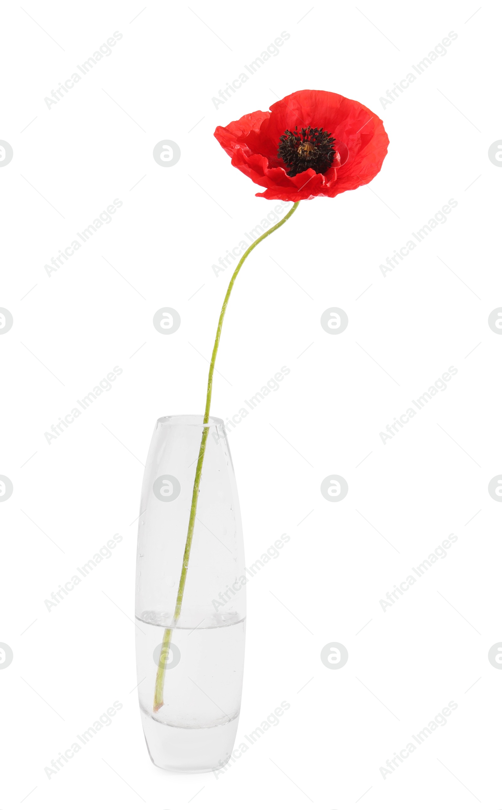 One beautiful poppy flower in vase isolated on white Photo of One beautiful poppy flower in vase isolated on white