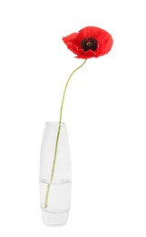 Photo of One beautiful poppy flower in vase isolated on white