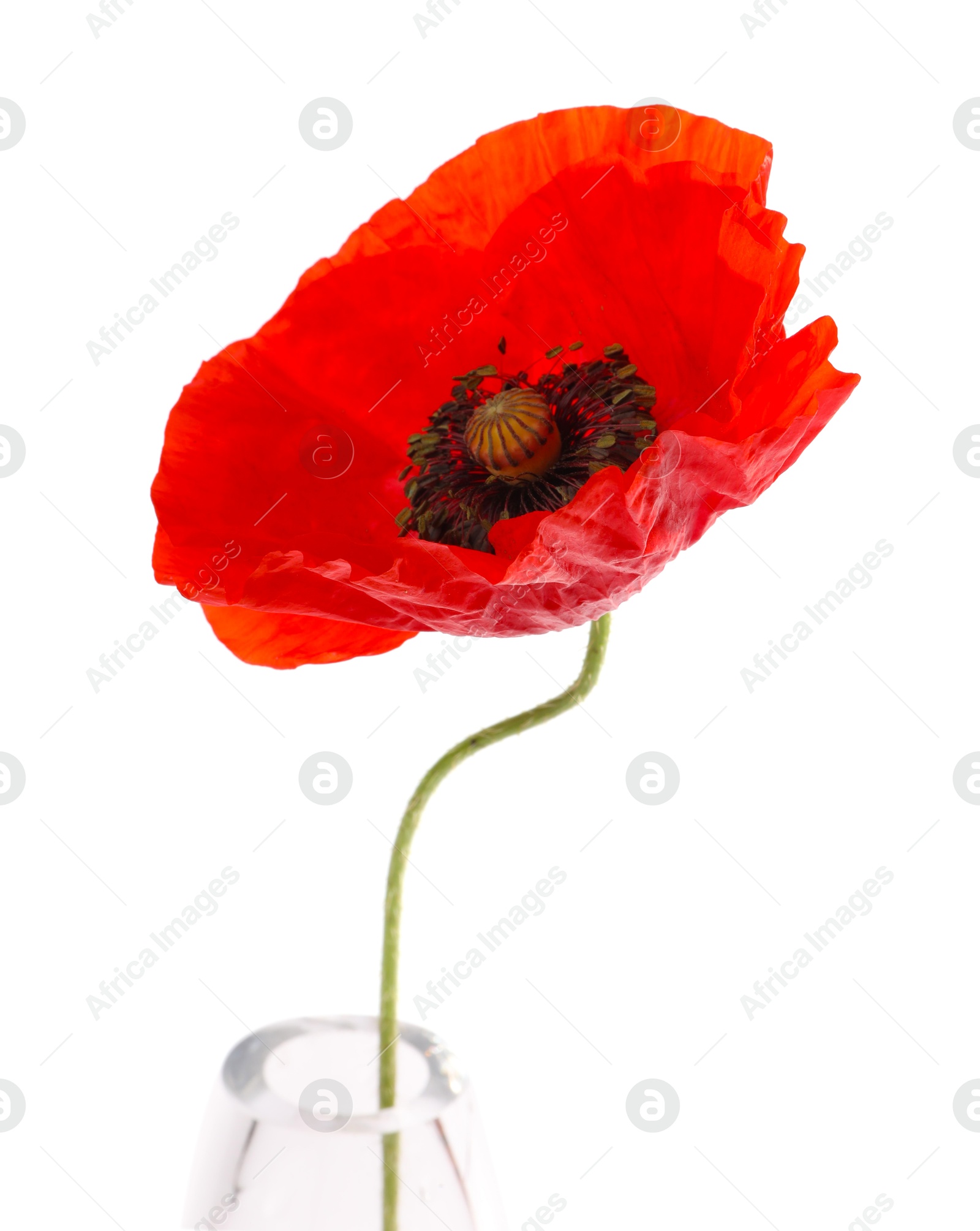 One beautiful poppy flower in vase isolated on white Photo of One beautiful poppy flower in vase isolated on white