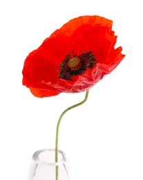 Photo of One beautiful poppy flower in vase isolated on white