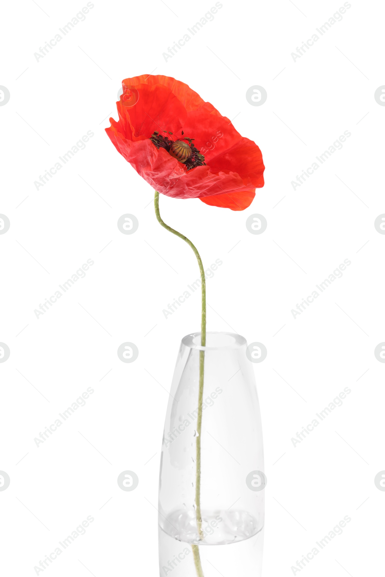One beautiful poppy flower in vase isolated on white Photo of One beautiful poppy flower in vase isolated on white