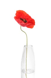 Photo of One beautiful poppy flower in vase isolated on white